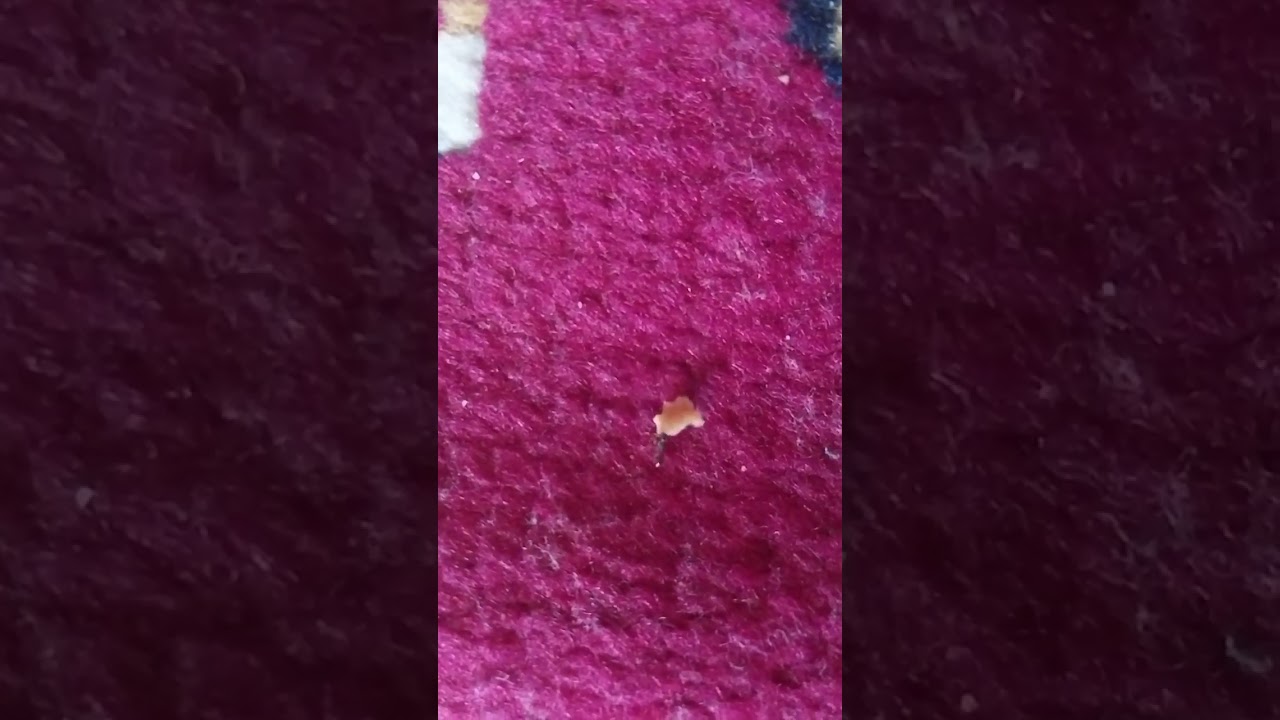 @karıncanın gücü@🐜🐜🐜 