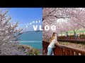 A Day in Korea Vlog 2021 🌸🎥🇰🇷 jinhae cherry blossom season