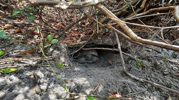 Gopher Tortoise Natural History