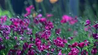 Şeytan Mısın Melekmi Söyle