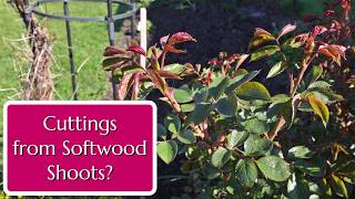Take Cuttings from Early Soft Shoots