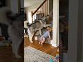 Observant husky blocks the stairs to keep a curious crawling baby safe today #dog #cutebaby #rescue