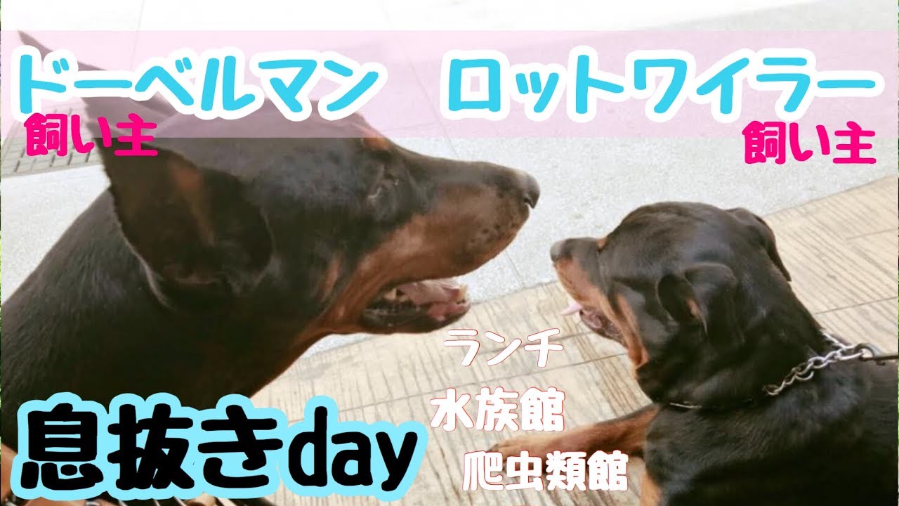 ドーベルマン ロットワイラー飼い主の息抜きday Doberman Youtube