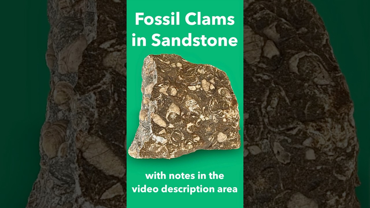 Обнаружены окаменелые моллюски в песчанике - примечания находятся в области описания видео