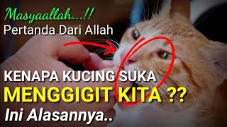 Kenapa Kucing Suka Menggigit Tangan Kita !! Ternyata Ini Alasannya, Pertanda Dari Allah !!