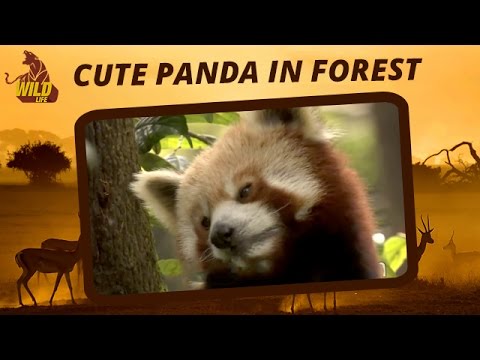 pandas merge Animals In Forest | Cute Red Panda Cleans his Paws | Panda Videos | Wildlife