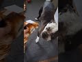 Pitbull Afraid Of Stuffed Toy