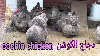 إستعراض دجاج الكوشن العملاق cochin chicken best chickens