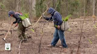 Planting Longleaf Pine | The Longleaf Alliance