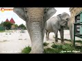 Как заманить слонов? Зовите Витю! Тайган. Elephant life in Taigan.