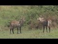 Defassa waterbuck kobus ellipsiprymnus defassa