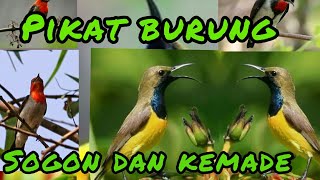 suara pikat burung sogok ontong,kolibri kelapa \u0026 kemade cabean