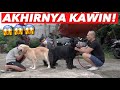 SNOWEE BERHASIL KAWININ SERIGALA HITAM!