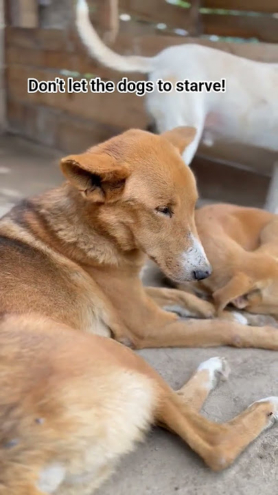 Dogs know nothing but love no matter they endured #support #paws