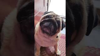 Download Lagu Bheekaran loui 🥵🤣😂#louimathan #youtubeshorts #shorts #funny #malayalamcomedy MP3