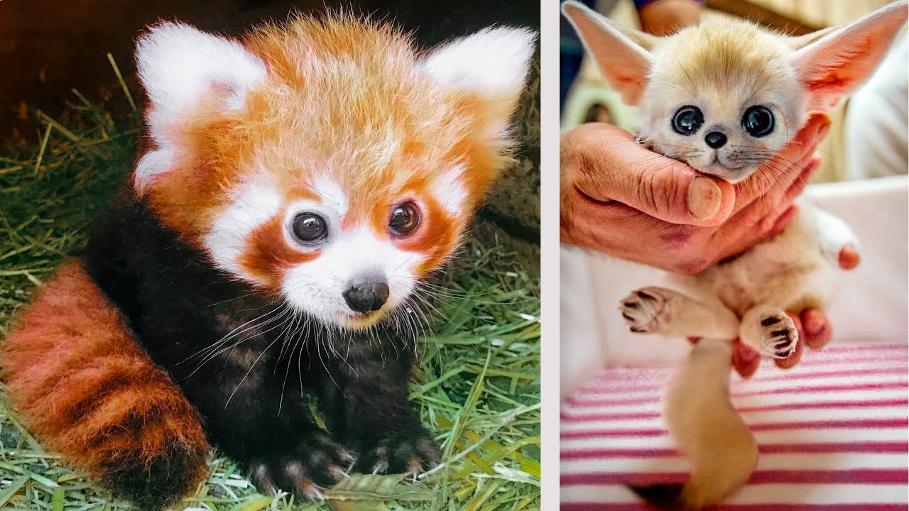 🦊+🐼 10 Cutest Baby Animals 😻 - YouTube