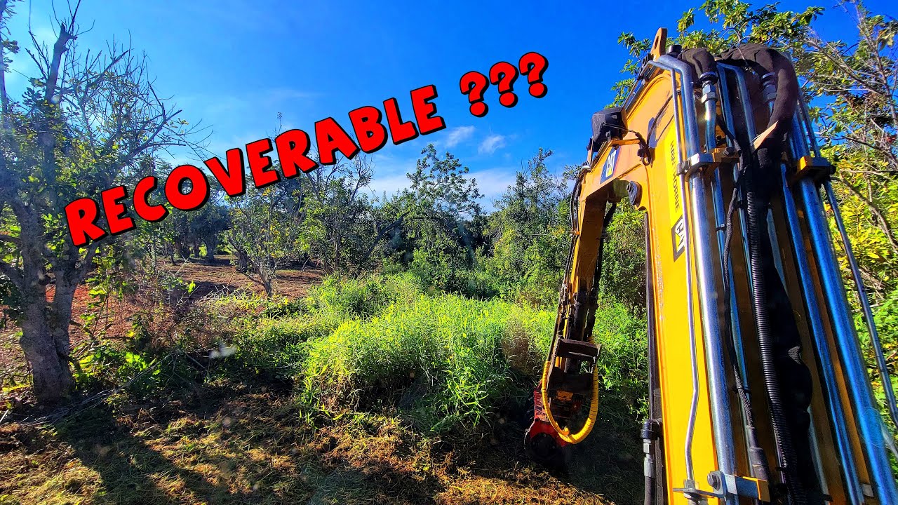 Восстановление сада орехов макадамия