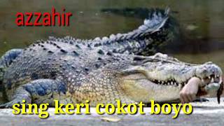 Sing Keri Cokot Boyo Azzahir
