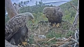 20240502(RU)白尾海鵰-🦅大寶破殼🐣🥚 -White-tailed eagles Chulman & Kama in Lower Kama National Park