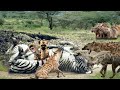 Adorable Zebra Being Brutally Attacked By A Pack Of Hyenas