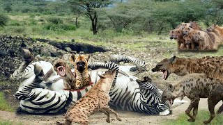 Adorable Zebra Being Brutally Attacked By A Pack Of Hyenas