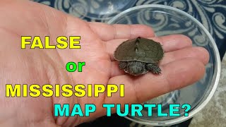 Introduction to my latest member. | Map turtle identification
