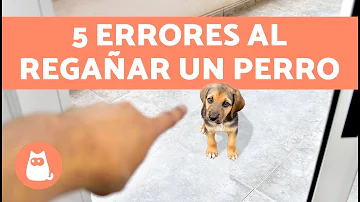 ¿Los cachorros entienden cuando se les regaña?