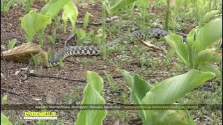 14/ Faune Endémique eto Madagasikara: Reptile Menarana - Leioheterodon madagascariensis