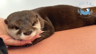Save The Otters From The Summer Heat!