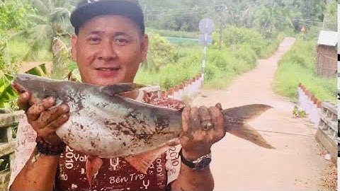 Câu cá tra thiên nhiên ở trà cú trà vinh ||Trí Nguyễn fishing