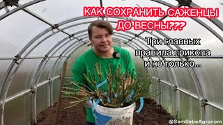 видео: СОХРАНЯЕМ МОЛОДЫЕ САЖЕНЦЫ ПРАВИЛЬНО.Что такое прикоп, Как сделать прикоп ПРАВИЛЬНО и зачем это нужно картинка: СОХРАНЯЕМ МОЛОДЫЕ САЖЕНЦЫ ПРАВИЛЬНО.Что такое прикоп, Как сделать прикоп ПРАВИЛЬНО и зачем это нужно