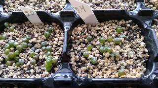 :  .  , ..Lithops