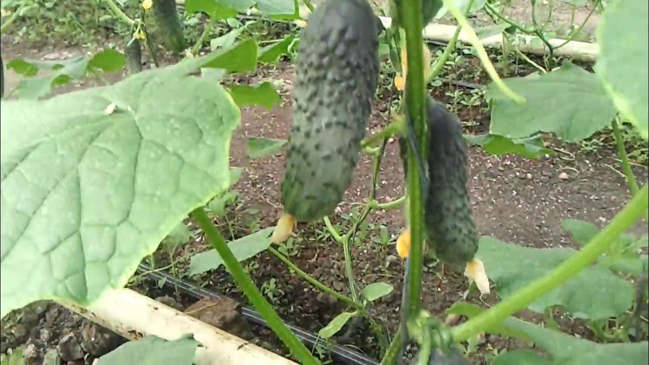 Посадка огурцов шалашом. Пересадка огуречной рассады. Высадка рассады огурцов в грунт в мае. Огурцы шалашом. Огурцы рассада.