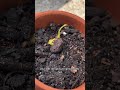 How To Grow Lychees Into A Houseplant рџЊ How To Grow Lychees Into A Houseplant рџЊ