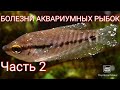 Болезни аквариумных рыб часть 2.(гексамитоз, лепидортоз, бранхиомикоз, аргулёз, манка, одиниоз)