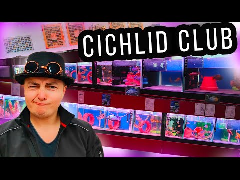 Cichlid Paradise: Visiting the cichlid club in Germany - A variety of species and colors!