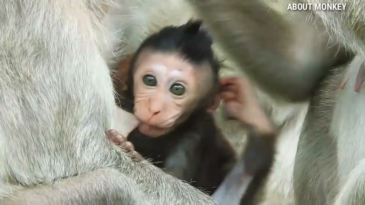 Cute Baby Monkey Jinx By Mom Monkey Jade, Jade So Good