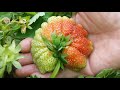 How to grow strawberry  hertfordshire allotment life