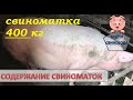 Свиноматка 400кг//отлучка поросят//железо поросятам и стоп диарее