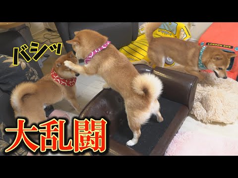 男達からソファを守り抜く柴犬女子の健闘ぶりが、可愛過ぎてたまりません・・・