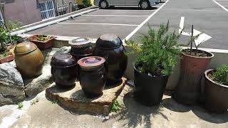 Korea tradicia konservujo