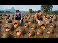 Harvesting +1000kg Wild River Clam, Peeled & Cook Spicy Sauce | Unique Natural Dish