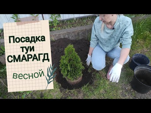 Посадка туи СМАРАГД весной Как высаживать тую?