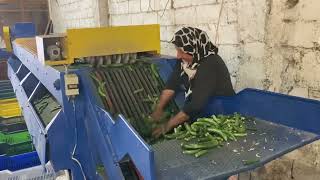 Tohumu kapış kapış gidiyor, bulmak zor. Turkish daily farming life