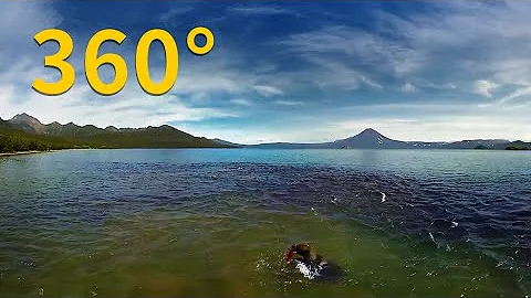360° VR：俄罗斯堪察加半岛的棕熊捕鱼乐园《国家地理》杂志 - 天天要闻