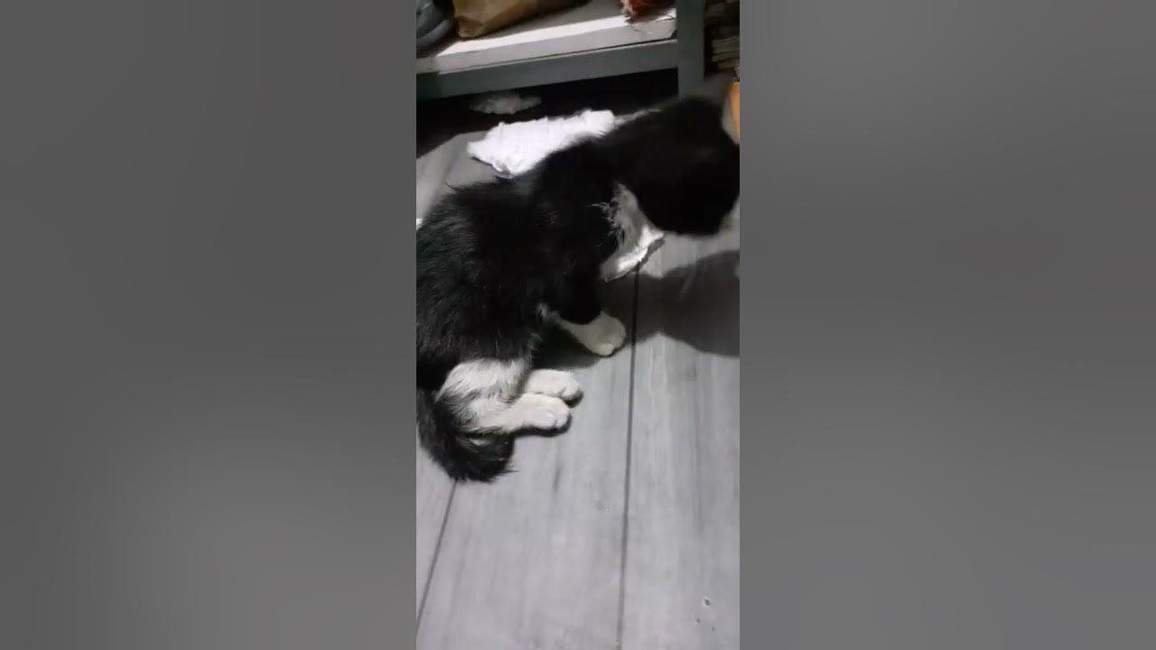 kitty cat can't walk 😢 little small cute cutecat cat cats kitten 
