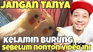 RAHASIA MENGETAHUI KELAMIN ANAKAN BURUNG FALK PARKIT AUSTRALIA⁉️AJAIB BANGET‼️