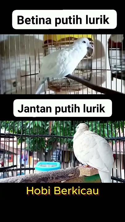 Perkutut Putih Lurik Jantan & Betina
