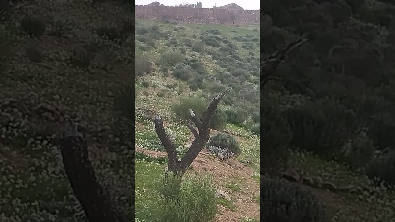 تحياتي لجميع الرومات من جبال الاطلس✍️💪💯