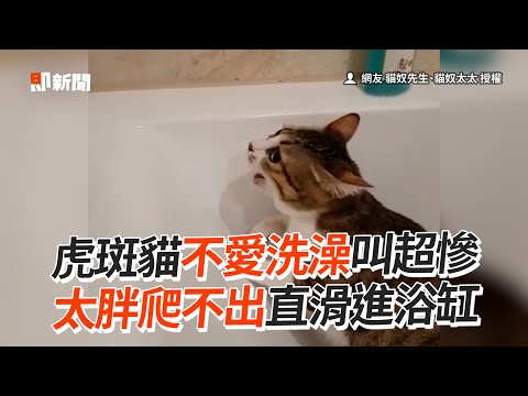 虎斑貓不愛洗澡叫超慘！太胖爬不出滑進浴缸😹｜寵物動物｜貓咪｜精選影片